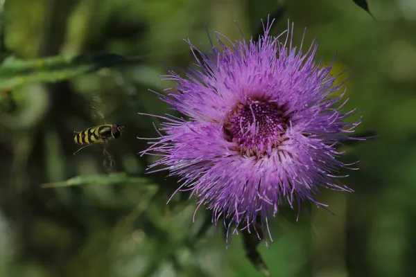 Distelblüte mit Schwebfliege im Anflug