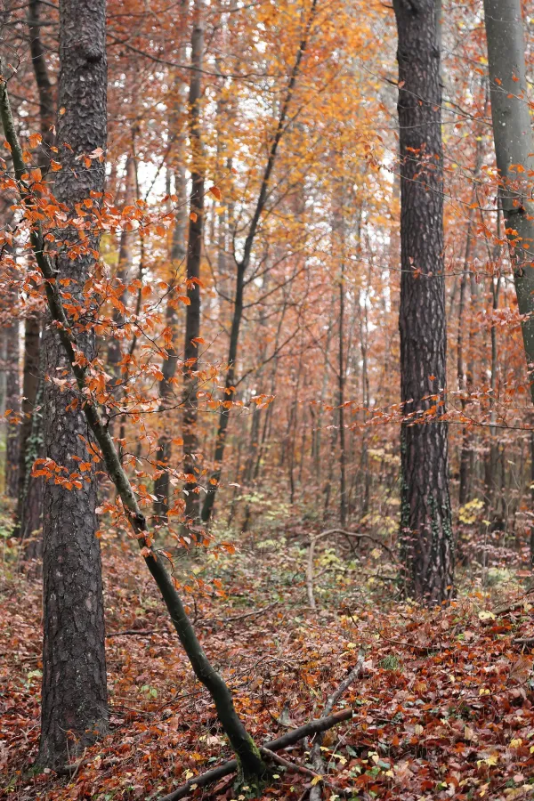 Herbststimmung im Mischwald