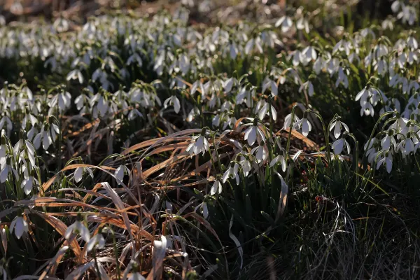 Schneeglöggli nachem Schnee im April