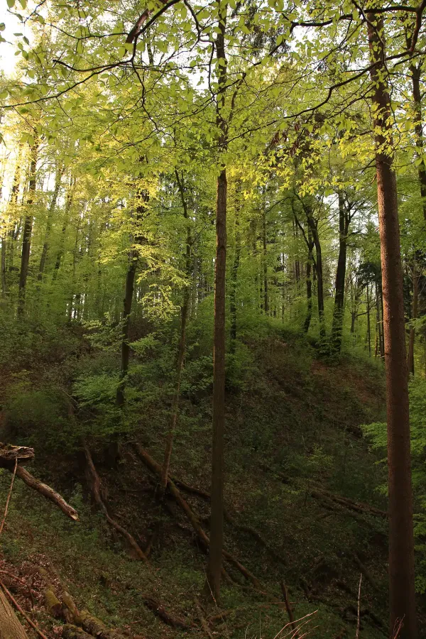 Altes Bachtobel mit Todholz