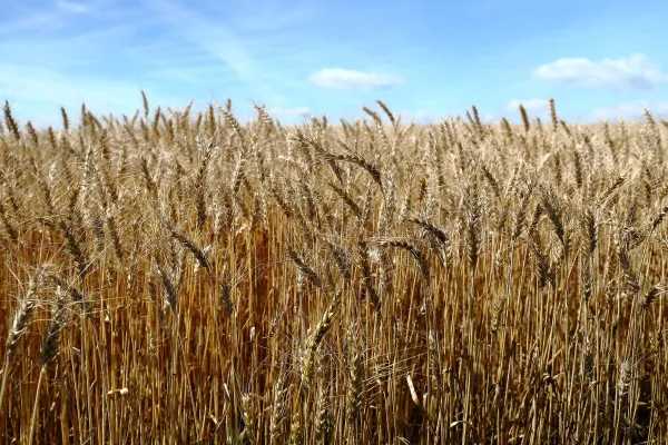 Weizenfeld im Sommer
