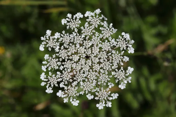 Wilde Möhre auf Blumenwiese