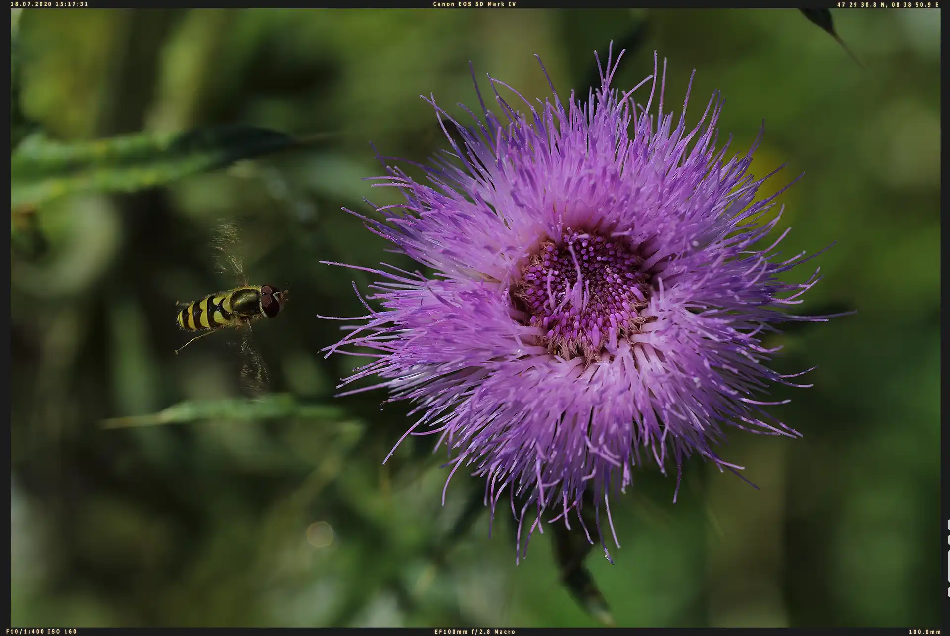 Distelblüte mit Schwebfliege